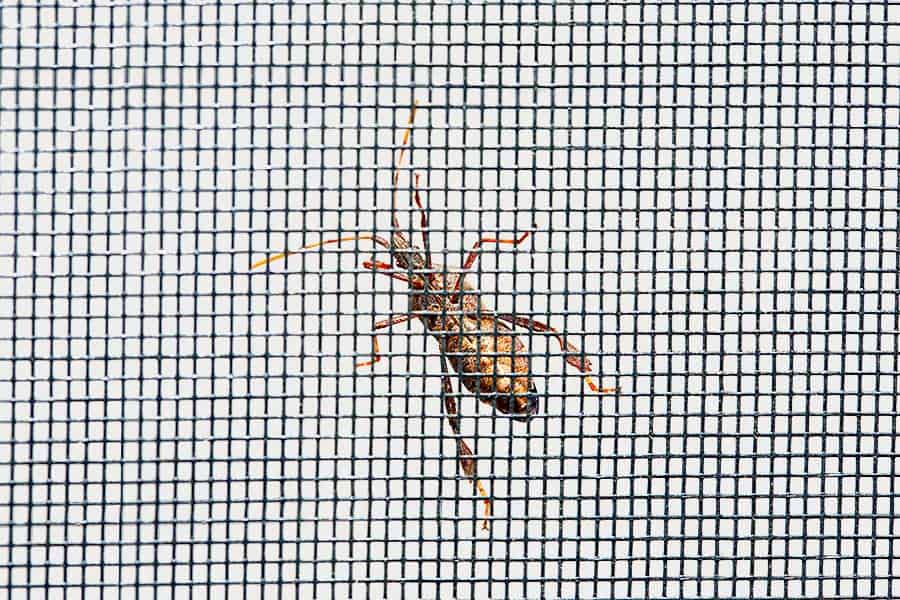 Ugly bug on the outside of a window screen