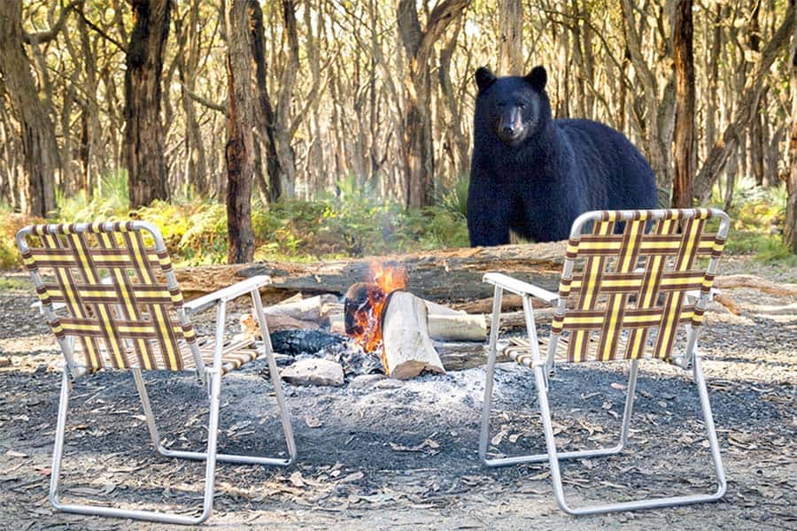 A campfire with chairs around it with a bear in the background