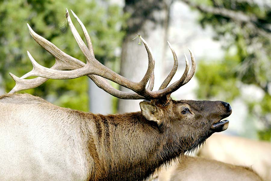 Bull elk bugling in forest