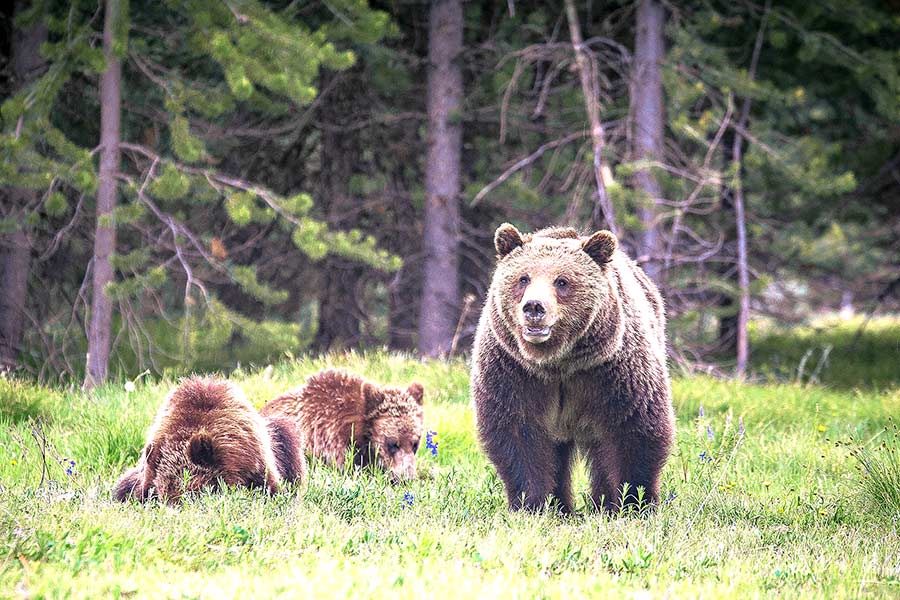 Mother grizzly bear and cubs in forest meadow
