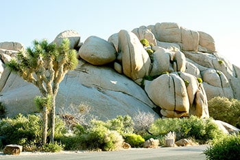 Joshua tree and rocks
