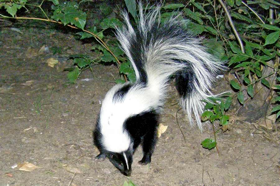 Skunk at campground looking for food