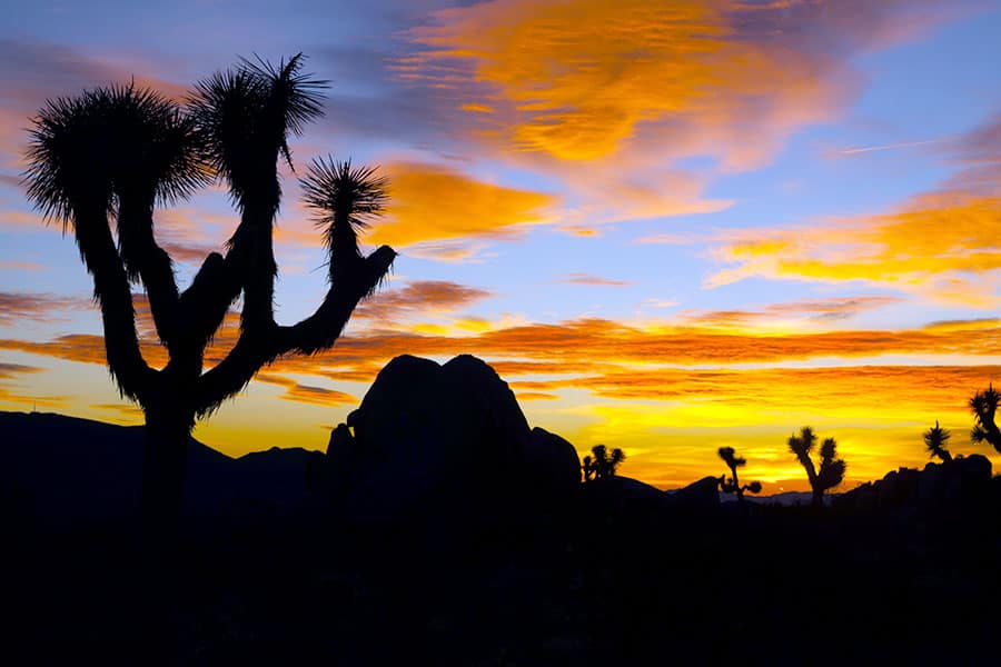 Silhouette of Joshua trees and rocks at sunset