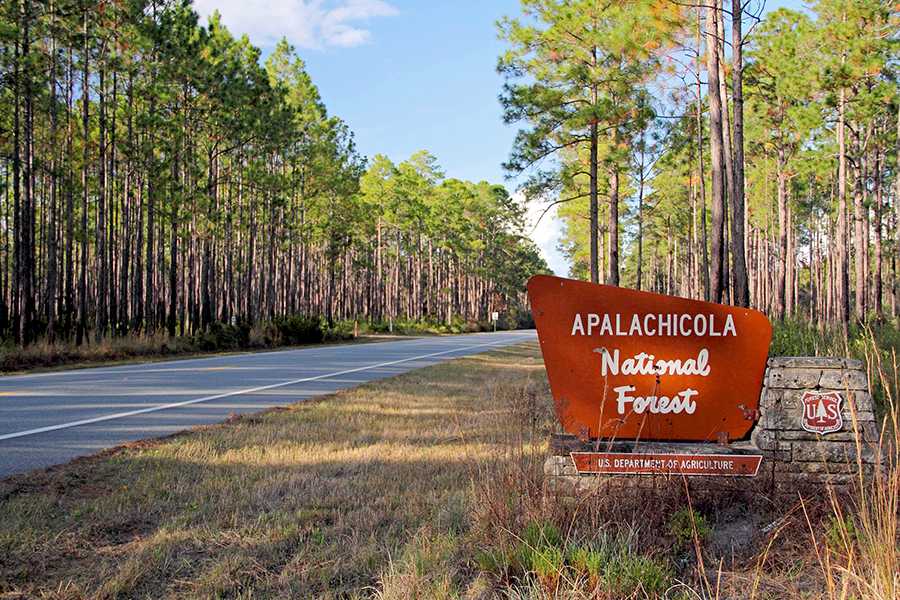 Highway into the Apalachicola National Forest