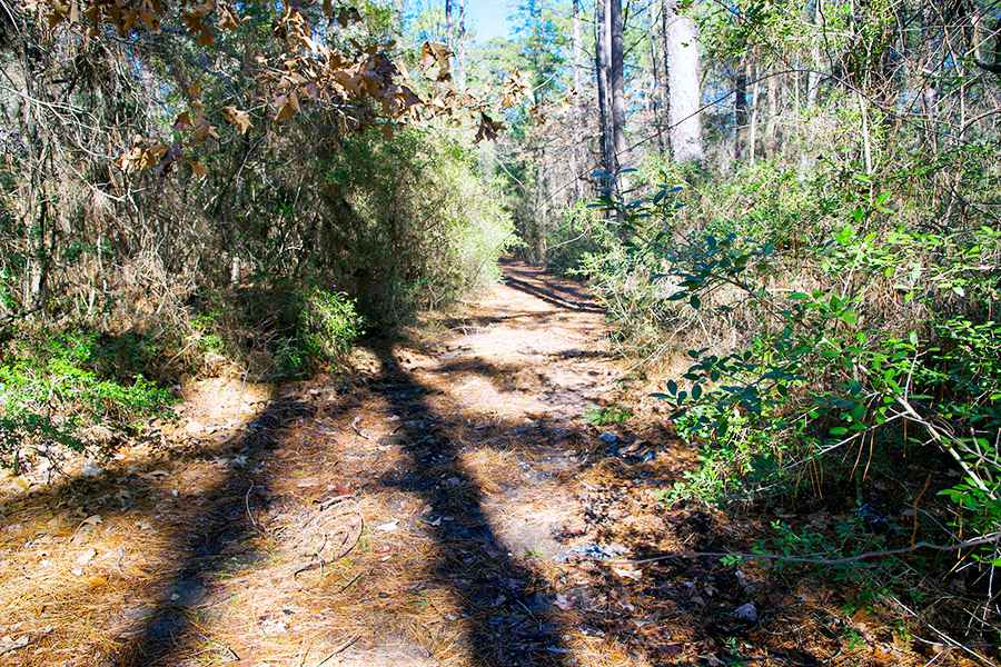 Hiking trail through the Piney Woods
