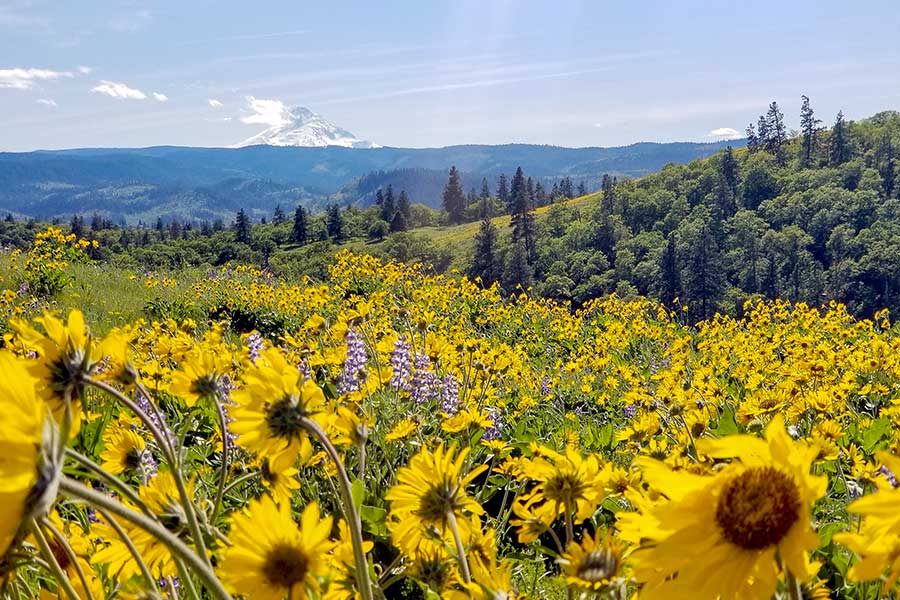 Flowers blooming in meadow at Memaloose State Park