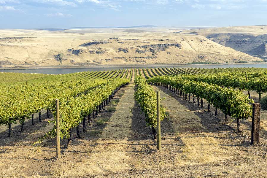 Rows of grapevines in vineyard