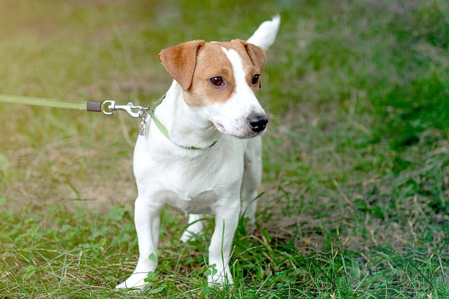 White dog with brown around eyes in grass