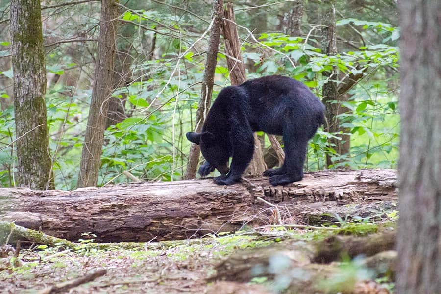 Black bear walking across fallen log