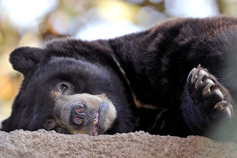 Black bear laying on it's side