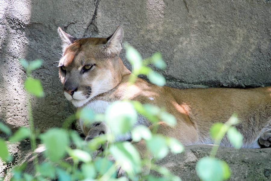 Mountain lion laying against large rock in shade