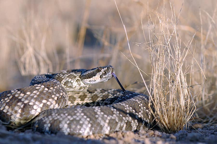 Southern Pacific rattlesnake laying by clump of dry grass