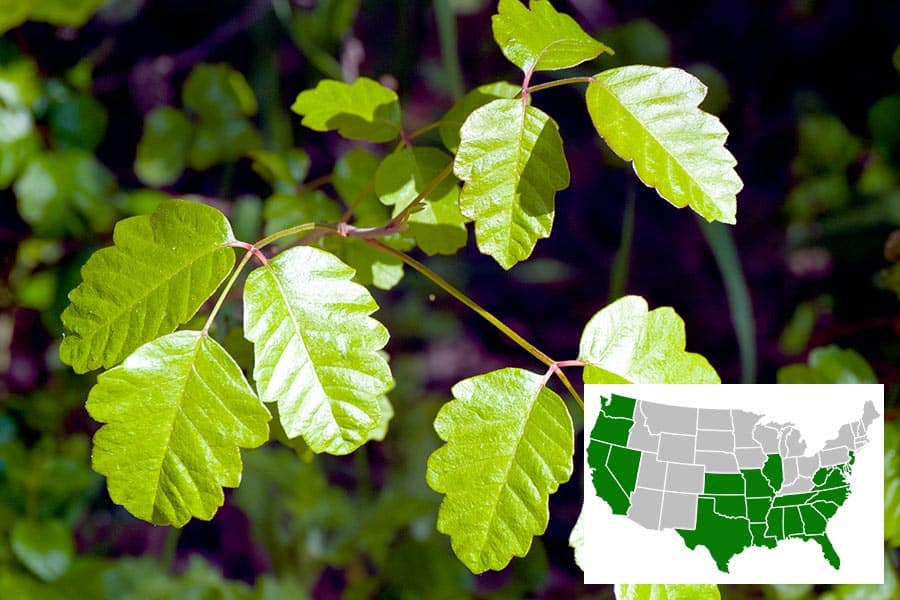 Poison Oak growing in forest
